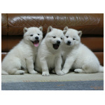 Hokkaido Dog 7