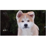 Hokkaido Dog 9