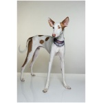 Ibizan Hound 8