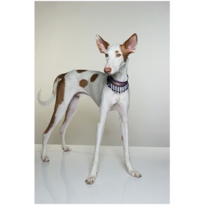 Ibizan Hound 8