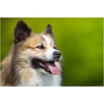 Icelandic Sheepdog 1