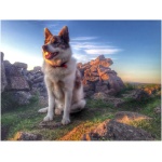 Icelandic Sheepdog 9