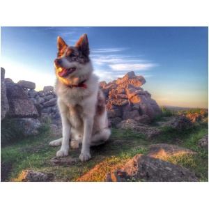 Icelandic Sheepdog 9