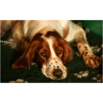 Irish Red and White Setter 1