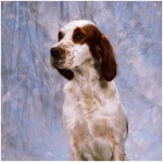 Irish Red and White Setter 5