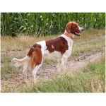 Irish Red and White Setter 9