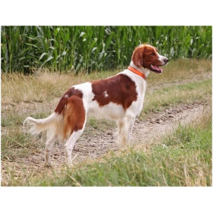 Irish Red and White Setter 9