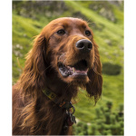 Irish Setter 3