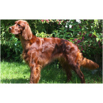 Irish Setter 8