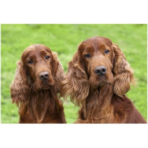 Irish Setter 9