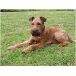 Irish Terrier 0