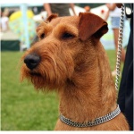 Irish Terrier 3