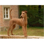 Irish Terrier 4