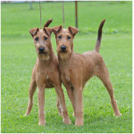 Irish Terrier 5
