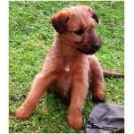 Irish Terrier 7