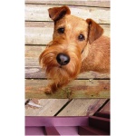 Irish Terrier 8