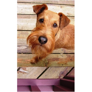 Irish Terrier 8