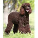 Irish Water Spaniel 5