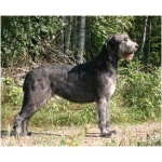Irish Wolfhound 6