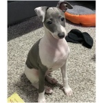 Italian Greyhound 6
