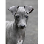 Italian Greyhound 9