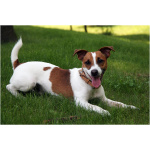 Jack Russell Terrier 4