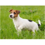 Jack Russell Terrier 9