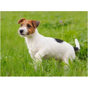 Jack Russell Terrier 9