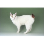 Japanese Bobtail 9