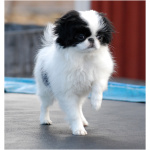 Japanese Chin 0