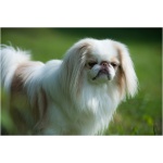 Japanese Chin 2