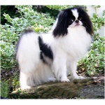 Japanese Chin 3