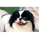 Japanese Chin 7