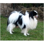 Japanese Chin 8