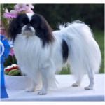 Japanese Chin 9