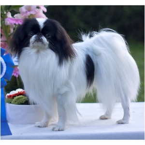 Japanese Chin 9