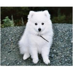Japanese Spitz 0