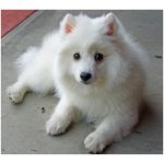Japanese Spitz 1