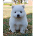Japanese Spitz 5