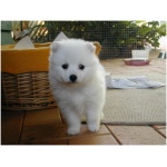 Japanese Spitz 9