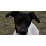 Japanese Terrier 1