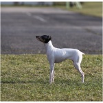 Japanese Terrier 2