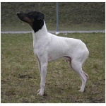 Japanese Terrier 8