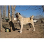 Kangal Dog 0