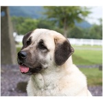 Kangal Dog 8