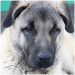 Kangal Dog 9