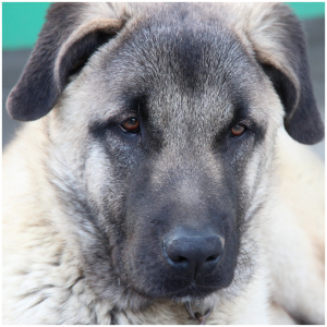 Kangal Dog 9