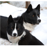 Karelian Bear Dog 0