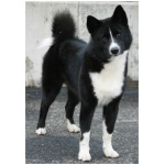Karelian Bear Dog 7