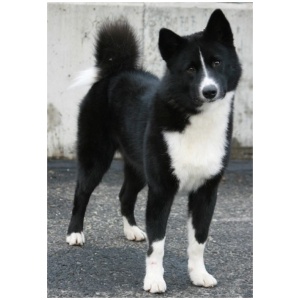 Karelian Bear Dog 7